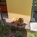 Dali * Задар